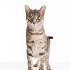 Gibson_Cat_Animal_Portrait_Toronto_AdamCoish_Photography_2