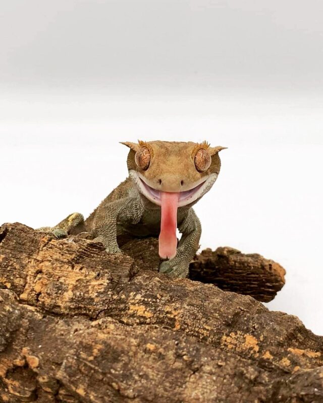 Happy #tongueouttuesday from Trevor the crested gecko !