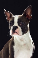 Skyler_BostonTerrier_Dog_Animal_Portrait_Toronto_AdamCoish_Photography_1